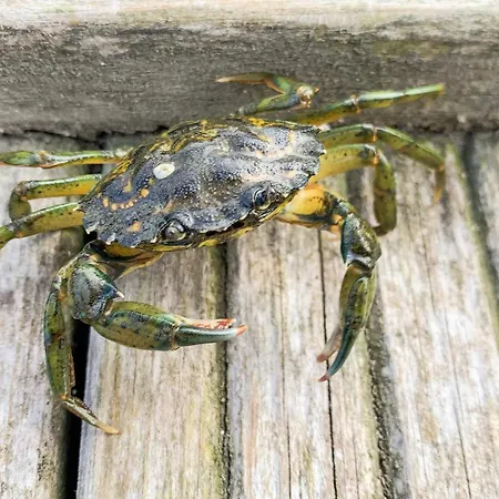 5 Star In Engelsviken Saltnes